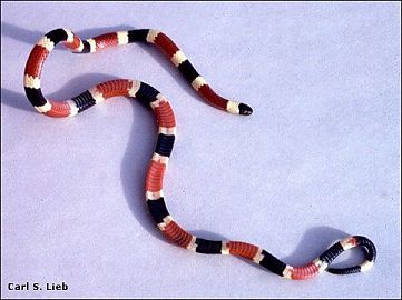 Western Coral Snake