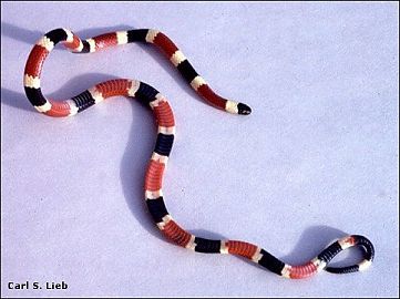 thumbnail of coral snake