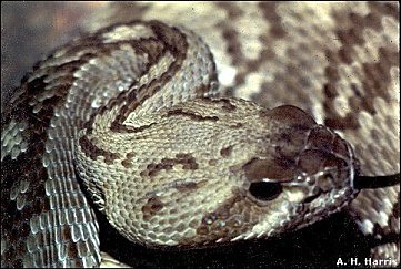 Rattlesnake head