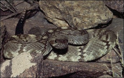 Black-tailed Rattlesnake