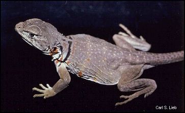 Eastern Collared Lizard