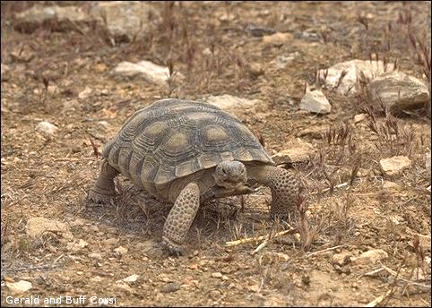 photograph of Desert Tortoise