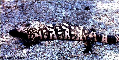 Gila Monster