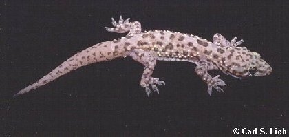 Mediterranean Gecko