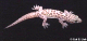 thumbnail of Mediterranean Gecko