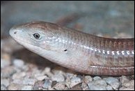 European Glass Snake