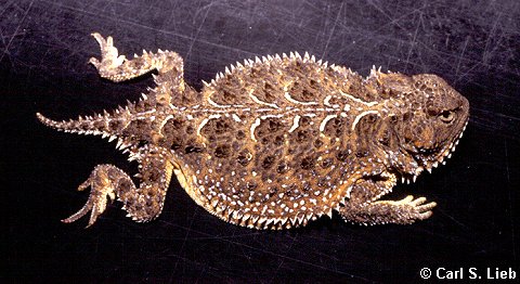 Short-horned Lizard