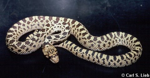photo of gopher snake