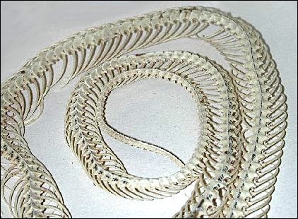 partial snake skeleton