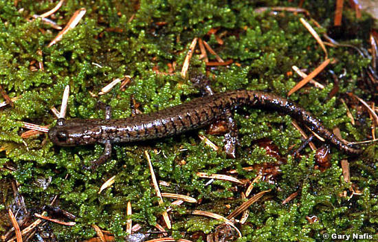 Sacramento Mts. Salamander (Aneides hardii)