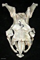 thumbnail of snake skull
