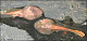 thumbnail of two metamorphorsing tadpoles