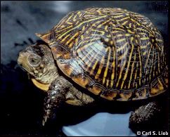 Western Box Turtle