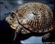 thumbnail of tortoise