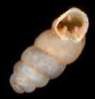 shell of <i>Gastrocopta</i> /> <p class=