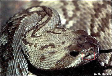 Head of Crotalus molossus showing the pit structure