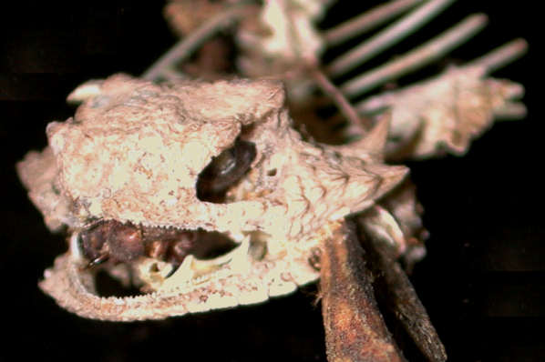 Horned lizard impaled upon a yucca leaf