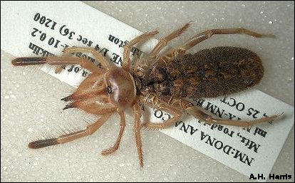 desert vinegaroon spider