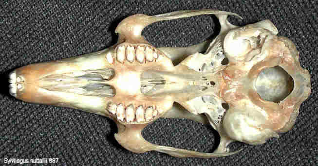 ventral view of the skull of Sylvilagus nuttallii