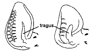 drawing of bat ears showing tragus