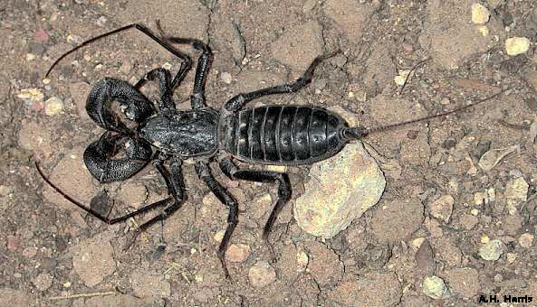 Invertebrates: Myriapoda, Chelicerata