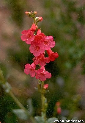 Flowers of Penstemon wrightii