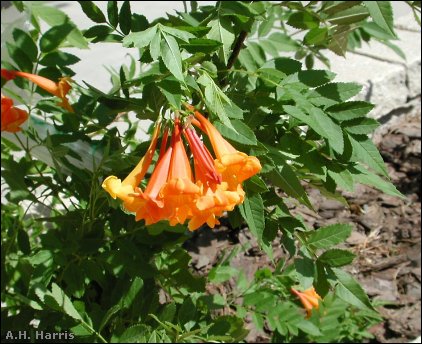 flowers and foliage of Tecoma alata