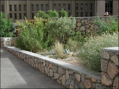 Overview of Desert Shrub Garden