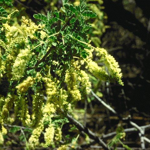 flowers of Acacia greggii