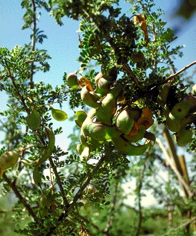 fruit, leaves of Senegalia greggii