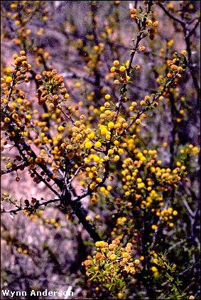 flowers of Acacia neovernicosa