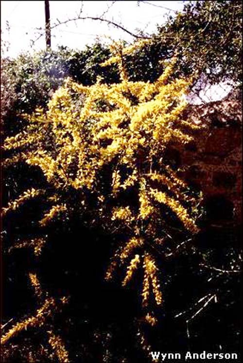 overview of Vachellia rigidula