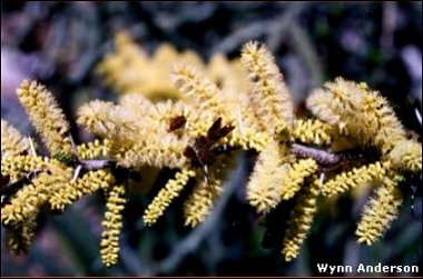 flowers of vachellia rigidula