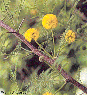 flowers and foliage of Vachellia constricta