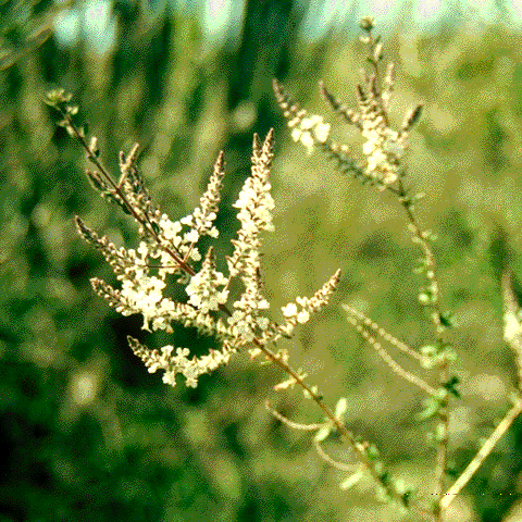 Aloysia gratissima