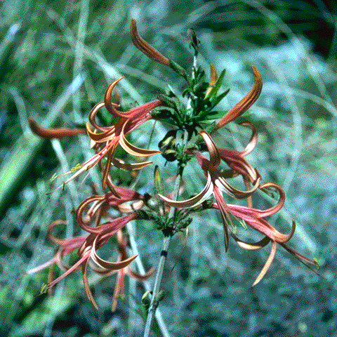 Anisacanthus puberulus flowers