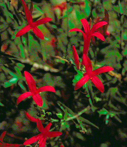 flowers, Anisacantha quadrifidus