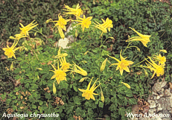 overview of Aquilegia chrysantha