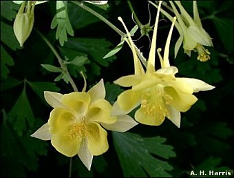 flowers of Aquilegia chrysantha