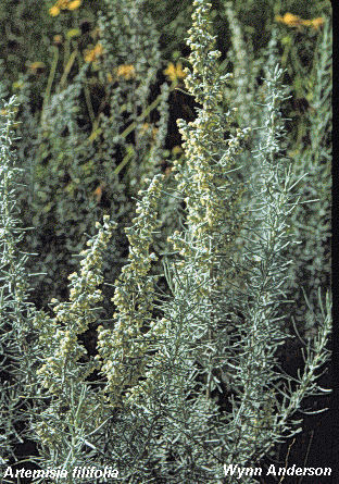 Foliage and flowers of Artemisia filifolia