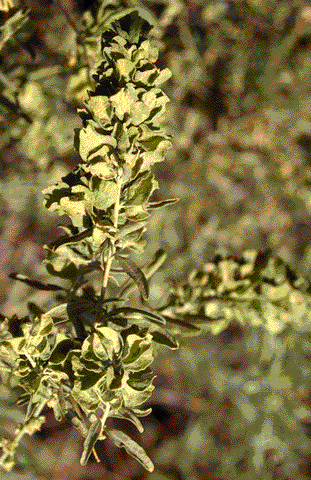 Fruit of Four-wing Saltbush