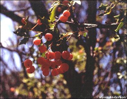 Berries of Algerita