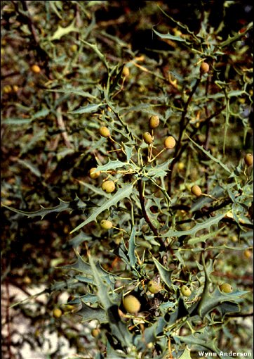 Fruit and foliage of Berberis trifoliolata