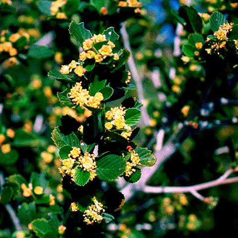 Flowers and leaves of Cercocarpus montanus