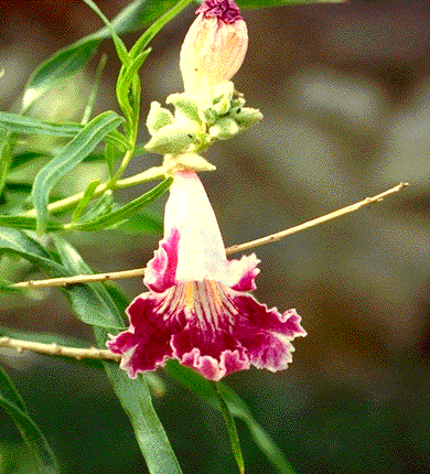 Desert Willow flower