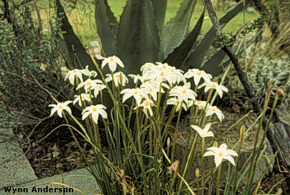 Overview of Cooperia drummondii