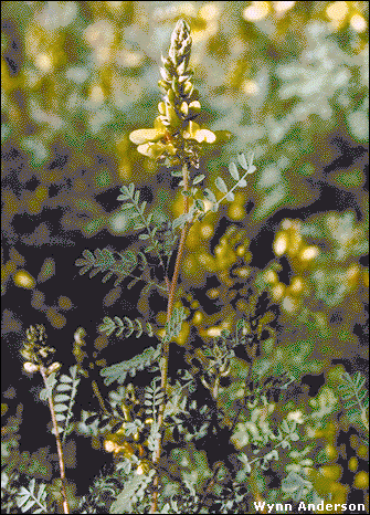 flowers and foliage of Dalea capitata