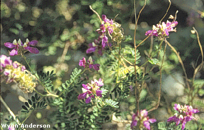 Flowers and foliage, Dalea frutescens