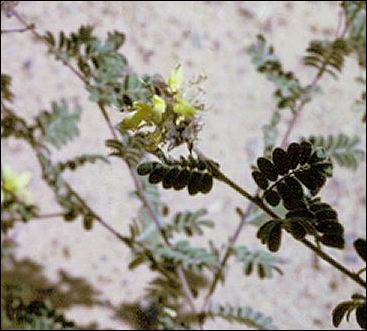 flowers and foliage of Yellow Dalea