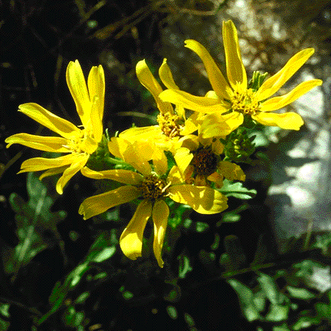 Flowers, Engelmannia pinnatifida